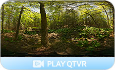 Feature: Forest QTVR